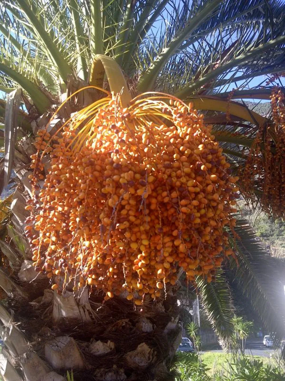 Manajemen & Rotasi Stok Kurma di Gudang: FEFO, Stock Opname, dan Penelusuran Batch