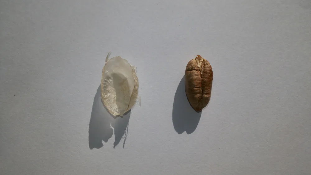 Kurma Sukari Al Qasim Arab Saudi